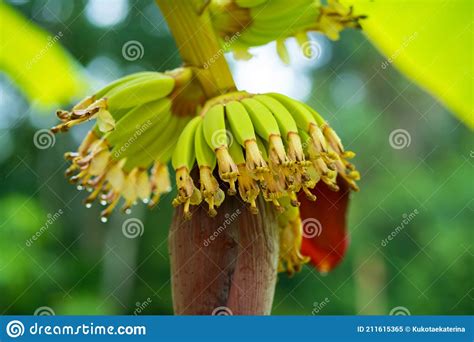 Small Green Banana Fruit On A Tree In The Jungle Stock Image Image Of