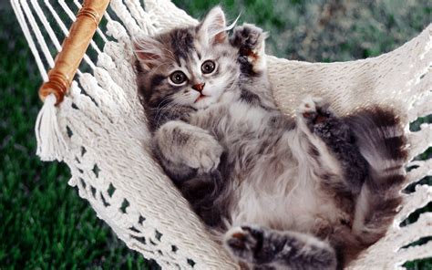 Check spelling or type a new query. Funny Cat Desktop Wallpapers - Wallpaper Cave
