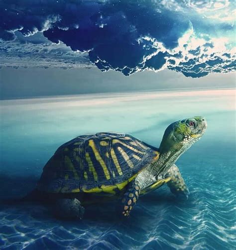 Turtle Symbolism And Meaning And Turtle Spirit Animal Sea Turtle