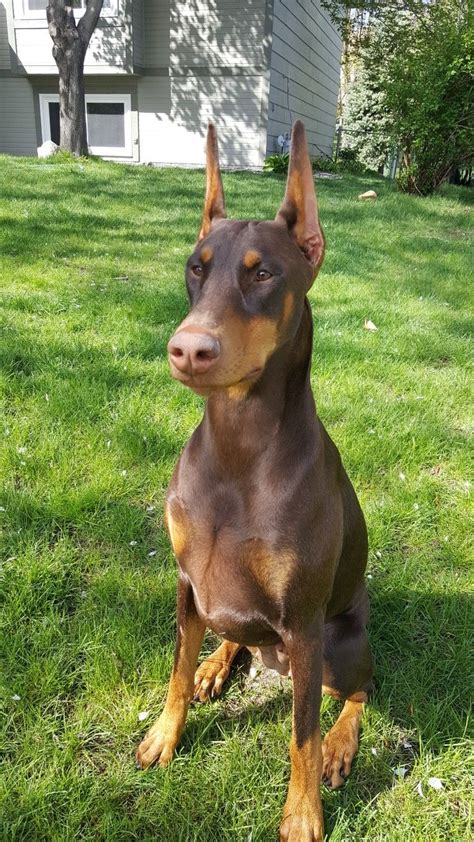 Advice when buying a doberman pinscher read about doberman pinscher breed to research and find out more about this breed make your own arrangements for transporting your new animal Scarlett. 13 months old HQ Dobermans, WI. | Beautiful dogs, Doberman dogs, Doberman