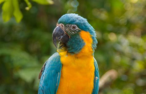 Save The Blue Throated Macaw Rainforest Trust
