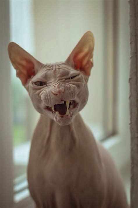 Pin By Hana Fořtová On Animals Cute Hairless Cat Scary Cat Cats