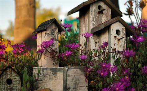 Nature Flowers Garden Birds Houses Architecture Still Life