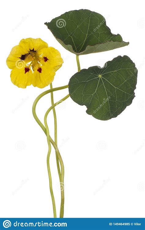 Nasturtium flower isolated stock image. Image of focus - 149464985