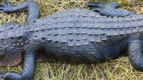 Alligator Skin Human Clones And Other Things Being Banned In 2020