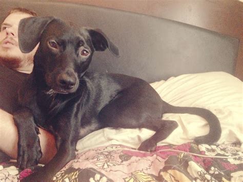 Miller 0 posted november 5, 2007. German short haired pointer black lab mix | Black lab mix ...