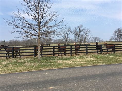 Unique Horse Farm Tours Lexington All You Need To Know Before You Go