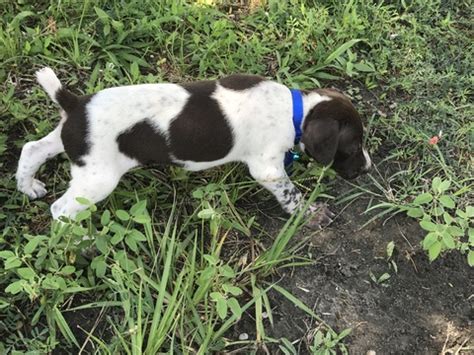 Though, it's important that you provide them with the physical and. View Ad: German Shorthaired Pointer Litter of Puppies for ...
