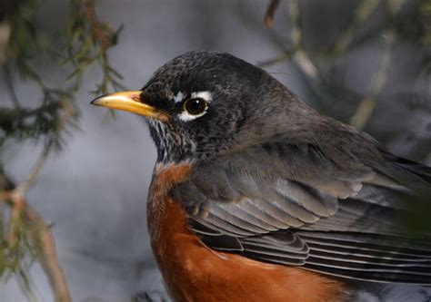 Woods Walks and Wildlife: Beautiful Starlings??
