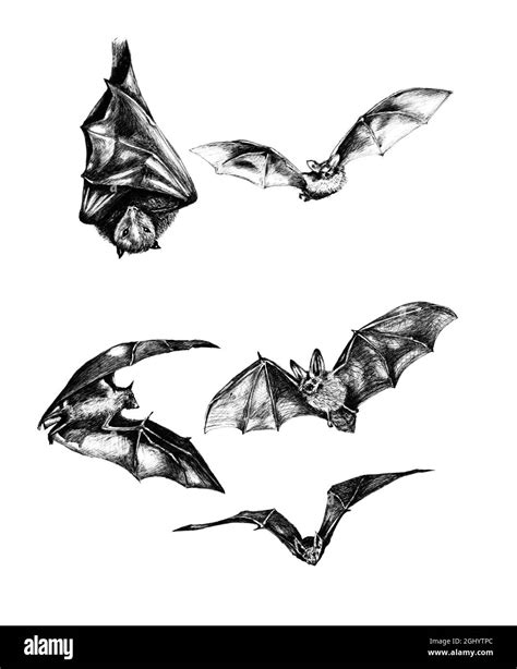 Collection Sketch Of Bats Hand Drawing Of Flying Bat Bat Hanging
