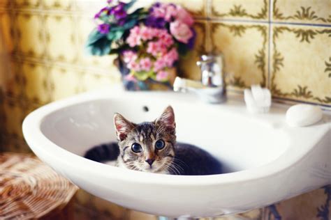 this is the creepy but weirdly adorable reason why cats always follow you to the bathroom