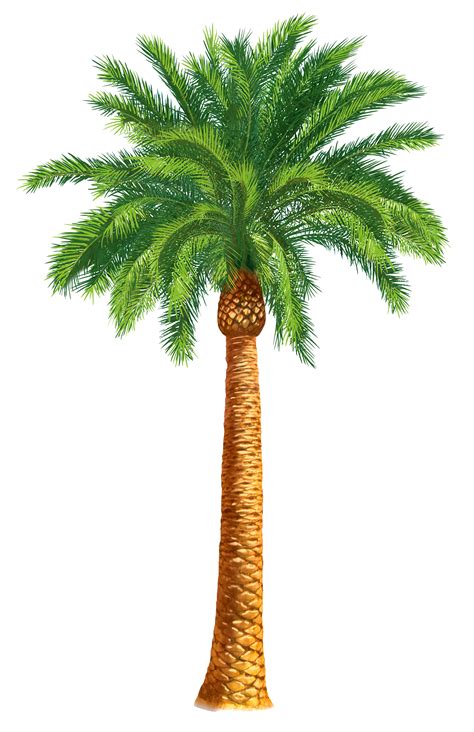 Palm Clipart Date Tree Picture 1816688 Palm Clipart Date Tree