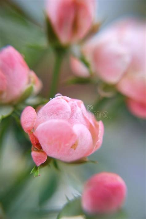 Pinky Mini Roses Stock Photo Image Of Food Flower 235403474