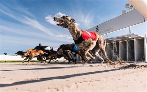 How Many Greyhound Tracks Are There In The Uk