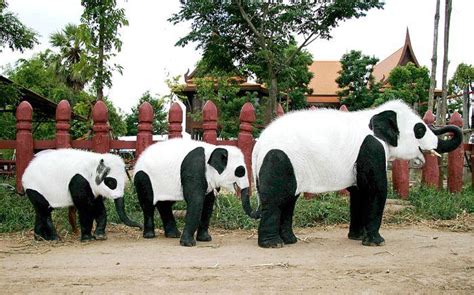 Introducing The Panda Elephant