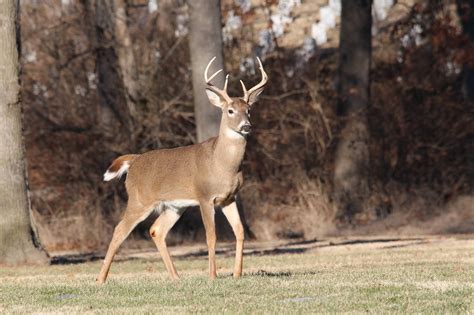 Deer Buck Wildlife Free Photo On Pixabay