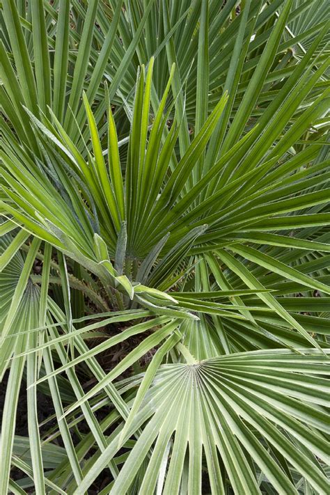 Mediterranean Fan Palm Chamaerops Humilis Monrovia Plant