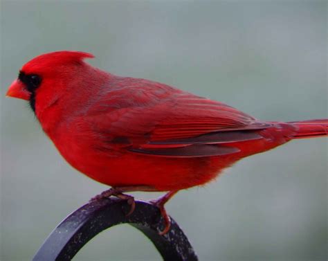 Northern Cardinal Male