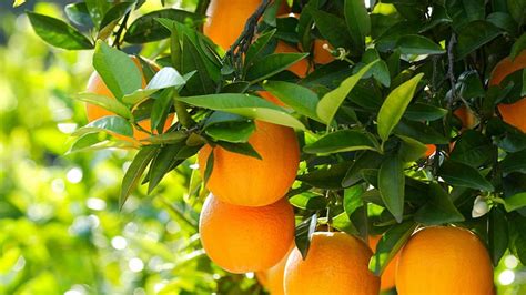 Oranges Citrus Fruits Tree Leaves Food Hd Wallpaper Peakpx