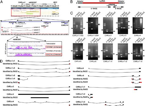 Quince is a fruit that can be used in many dessert dishes. Identification of lncRNAs in the 8q24 gene desert. ( A ) Schematic view... | Download Scientific ...