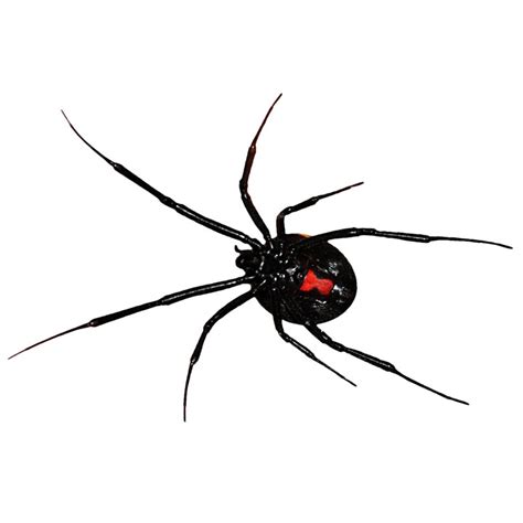 Black Widow Spider Png Clip Art Library