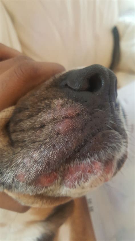 Dog Lip Sores Pictures