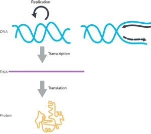 Genetics: The Universe Within -- Ch 2: The basics of ...