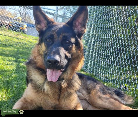 German Shepherd Stud Stud Dog In Cambria The United States Breed