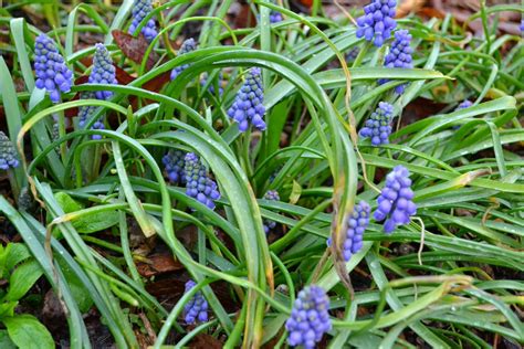 1600 x 1195 jpeg 617 кб. Wedding Flowers from Springwell: Blue and Purple Muscari ...
