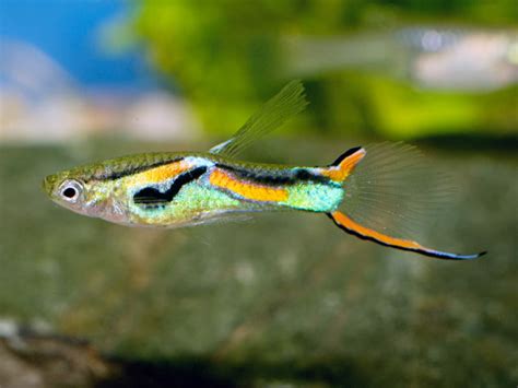 Berikut gaji pns untuk golongan i hingga iv. Gaji Uppkb - Swordtail Guppy - Fish Keepers Indonesia ...