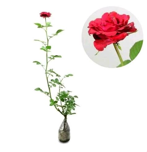 Jual Bibit Bunga Mawar Merah Di Lapak Galaxy Bibit Nurrahman844