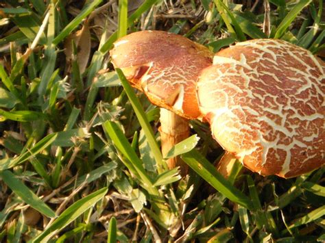 Filewild Mushrooms