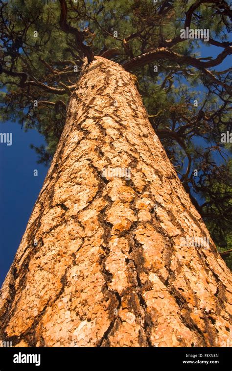 Ponderosa Pine Flathead National Forest Montana Stock Photo Alamy