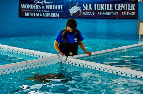 Sea Turtle Center Arrival Wonders Of Wildlife