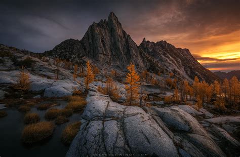 Golden Fall Larches Collecting First Light Below Prusik Peak In The