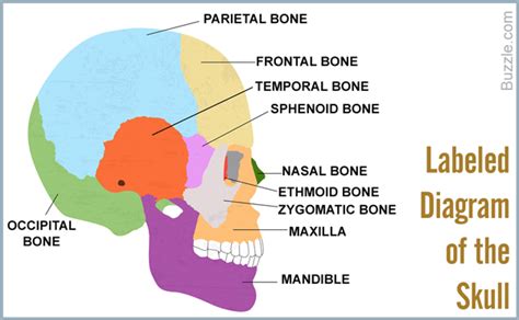 The femur, or thighbone, is the longest and largest bone in the human body. A List of Bones in the Human Body With Labeled Diagrams