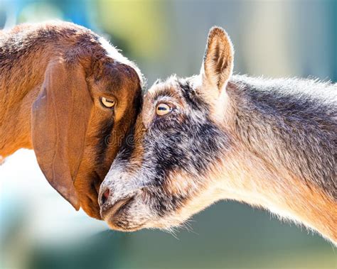 Two Goats Showing Affection Stock Image Image Of Mating Closeup