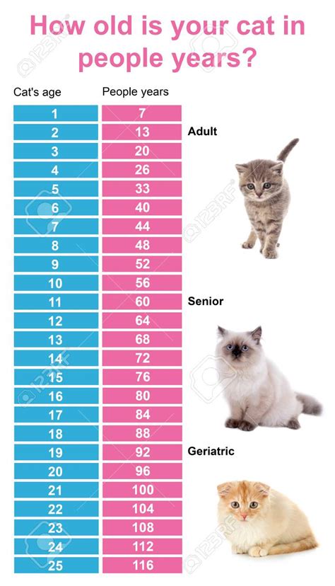 Cat And Human Age Comparison