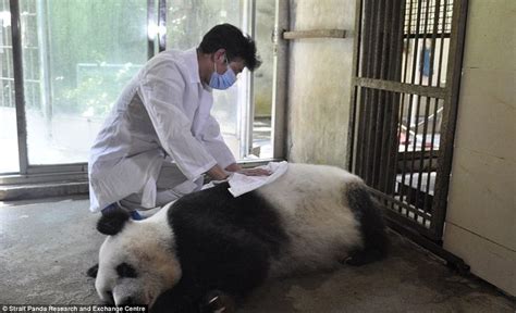 The Worlds Oldest Captive Giant Panda Has Died At The Age Of 37 More Than 100 Years In Human