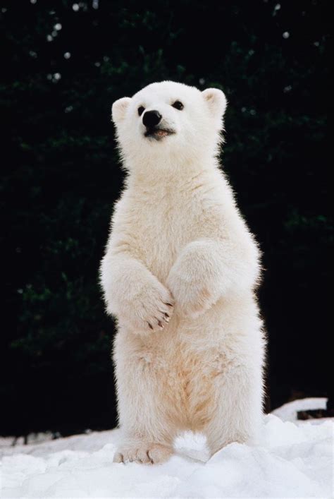 Polar Bear Cub Standing On Hind Feet Ken Graham Cute Animals