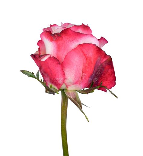 Beautiful Pink Rose Flower Close Up Tender Rose Head Isolated Stock