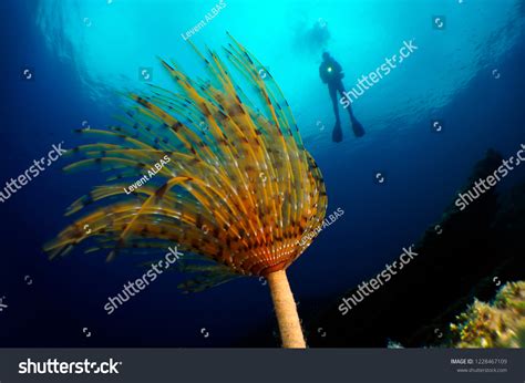 Underwater Sea Life Stock Photo 1228467109 Shutterstock