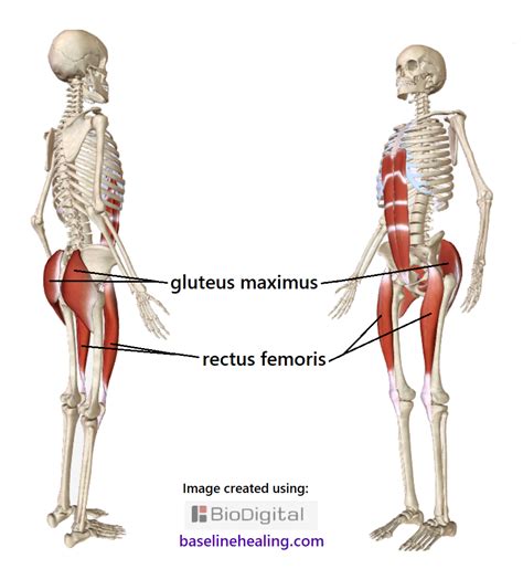Leg Muscle Diagram Basic Muscles Of The Human Body Art Rocket As A