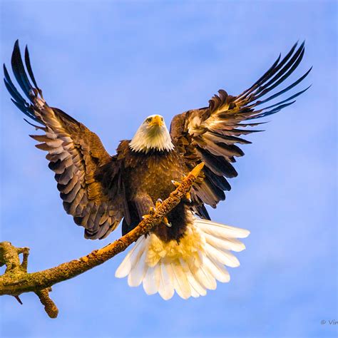 Fine Art Prints Of A Bald Eagle Landing On A Tree