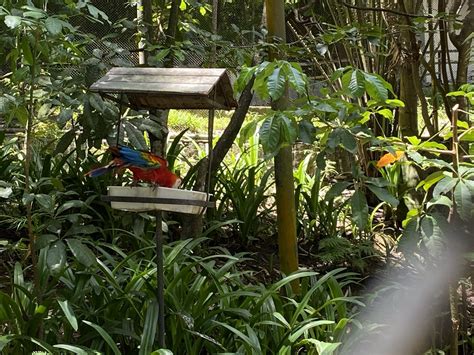 Scarlet Macaw Walkthrough Aviary Zoochat
