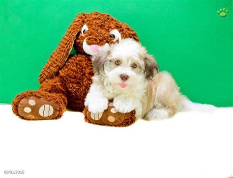 Our havanese puppies for sale come from either usda licensed commercial breeders or hobby breeders with no 2620 bethel road columbus, ohio 43220. Zimmy!!! - Havanese Puppy for Sale in Johnstown, OH ...