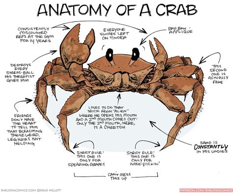 strip for June / 4 / 2015 - Anatomy of a Crab @theophany | weird things