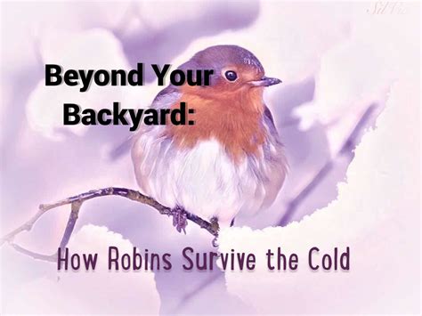 Beyond Your Backyard How Robins Survive The Cold — Mj Independent