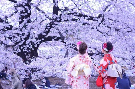 Celebrating Spring At The Cherry Blossom Festival Explore Awesome