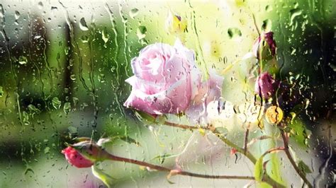 Rain Drops Flower Wallpaper High Definition Quality Free Download